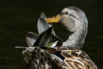 Quite A Selection - Duck