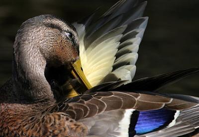 All Appears In Good Order - Duck