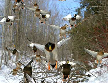 Invasion Of the Ducks