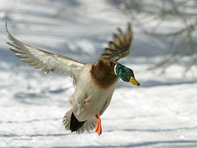 Icy Maneuver - Duck