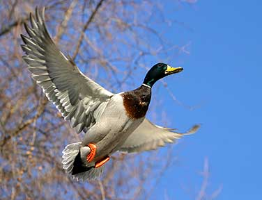 Spring In The Air - Duck