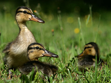 Duck Days Of Summer