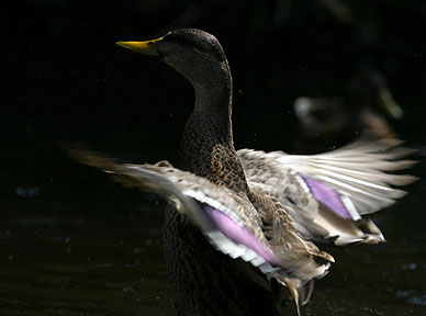 Backlit Bravado - Duck
