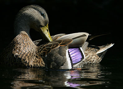Reflecting On My Feathers - Mallard Duck