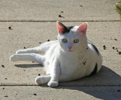 cat rolling on the sidewalk