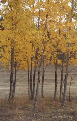 aspen1