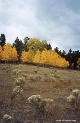 aspen2