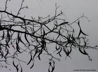 tree with pods