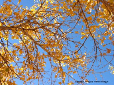 blue sky yellow tree