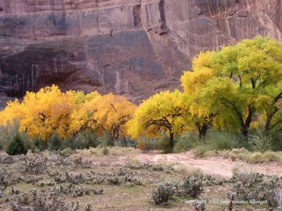 cottonwoods