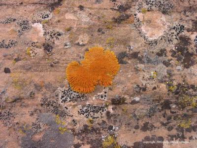 lichen orange