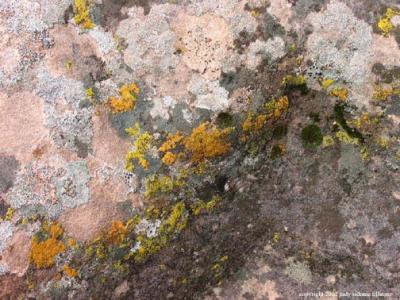 lichen