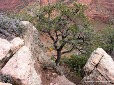 spider rock tree