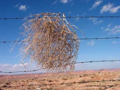 tumbleweed 9