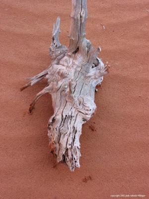monument valley tree skull