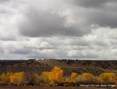 gray above yellow below