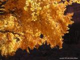 golden cottonwood