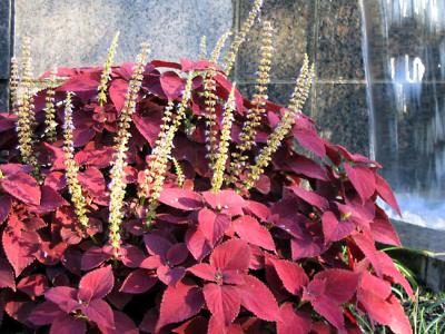 Its a bloomin' coleus!