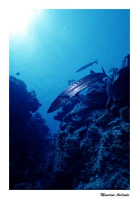 u41/mandrade/medium/26610434.cuba200402.jpg