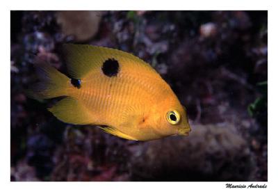 Donzela juvenil - Damselfish