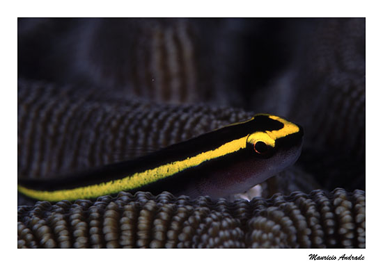 Goby - Cuba