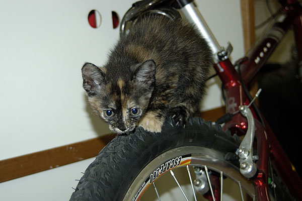 Miu - Nova mascote da Explorer