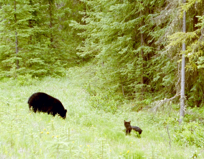 Bear and cub