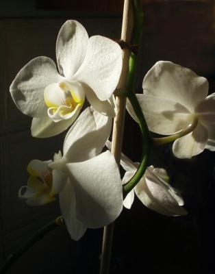 Glowing orchid