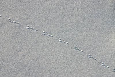 The track of the hare