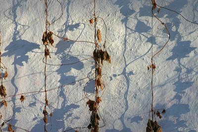 The shadows on the wall