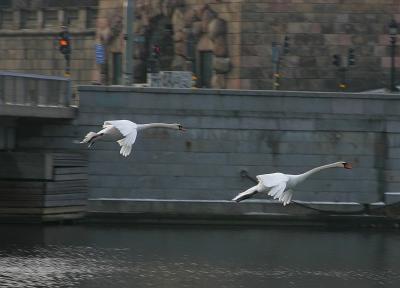 Swans over Strmmen
