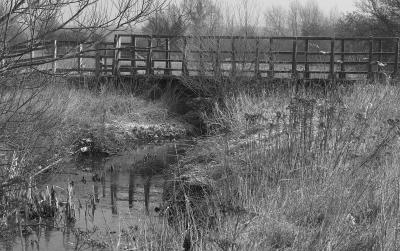 CRW_7066cropB&W.jpg