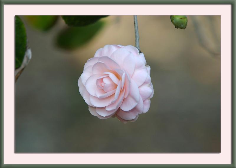 camellia suspended
