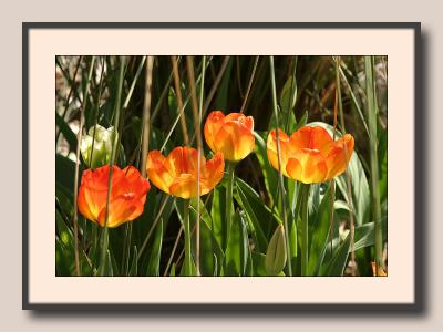hot tulips