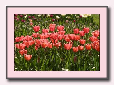 a chorus of tulips