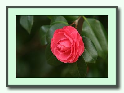 ... with glossy leaves and roselike flower  - Webster