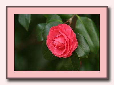... with glossy leaves and roselike flower - Webster