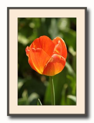 fiery tulip