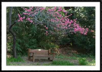 canopied invitation
