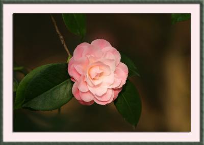 camellia in filtered light