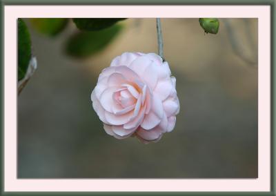 camellia suspended