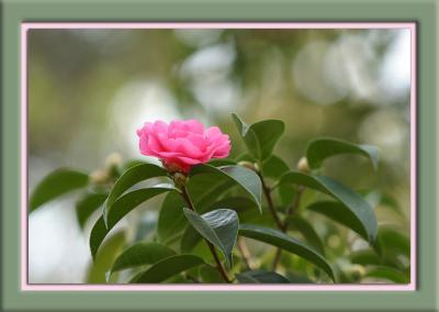 camellia in bokeh
