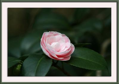 pretty in pink