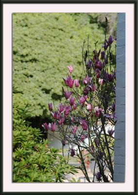 wallflower I