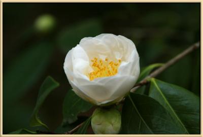 lemon chiffon