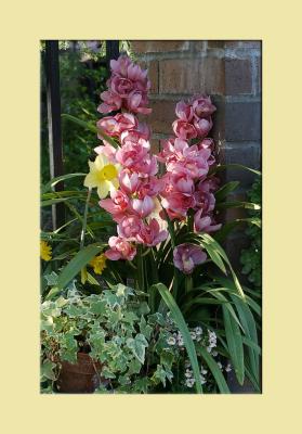 wallflower II