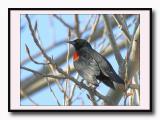 Red Wing Blackbird