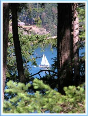 Sailing thru the trees.