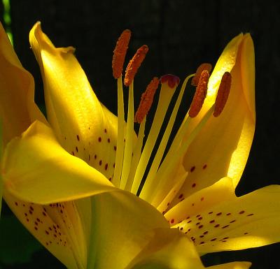 Day lily
