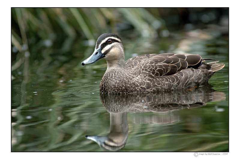 duck3.jpg